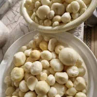 موسیر کوهی