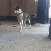 پیت بول