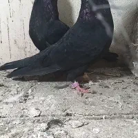 کفترای اصیل بوشهری تیرماهی