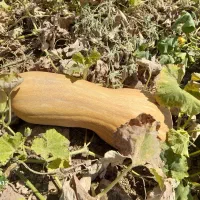 بهترین کدو حلوایی