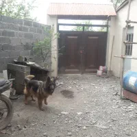 ژرمن شولاین