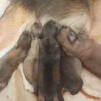 فروش توله کوتوله