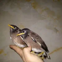 دوعدد مینا جوان سرحال
