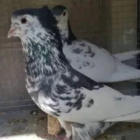 کبوتر دمگیر نر گلپنبه گلین. آگهی را کامل بخونید