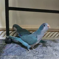 راهب