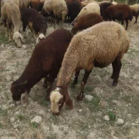 گوسفند بره دار