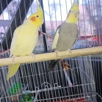 عروس هلندی