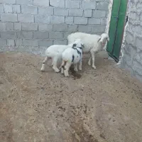 سلام میش با دو بره ماده