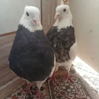 طوقی|پرنده|باغ بهادران, |دیوار