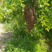 عسل 100%طبیعی دارویی