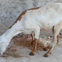 فروش بز صلاله چاق