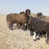 فروش بره نر سبک از  ۲۵ کیلوتا۳۰ تا ۴۵ کیلو سالم