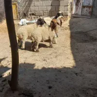 ۴ عدد بره نر