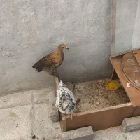 جوجه مرغ ۴ ماهه