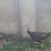 بوقلمون