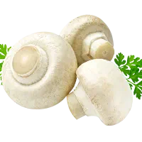 فروش قارچ عمده