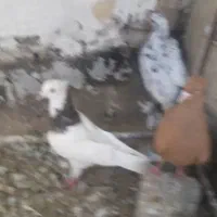 کفتر رنگی زرد .طوقی . سرور دم سفید
