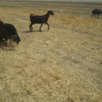 بز جوان درج یک