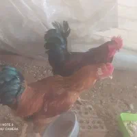 خروس