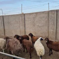 قوچ هموی صدرصدژن چندقل زا