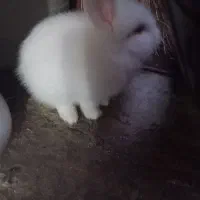 خرگوش