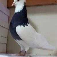 کفتر خال