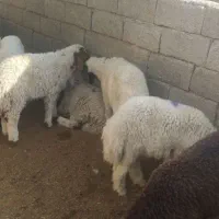 بره چاق