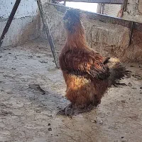خروس ابریشمی