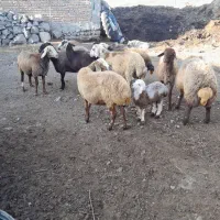 گوسفند|حیوانات مزرعه|اردبیل, |دیوار