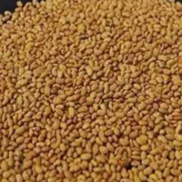 بذر یونجه درجه یک