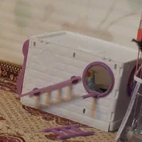 لونه عروس هلندی