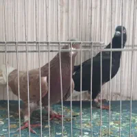 کفتر
