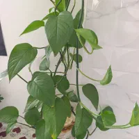 گل طبیعی  مناسب اپارتمان