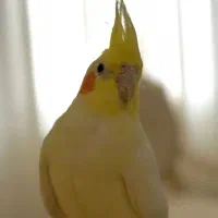 مرغ عروس