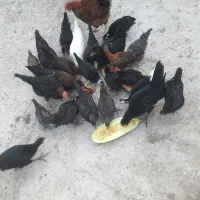 جوجه مرغ بومی