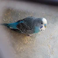 مرغ عشق