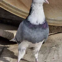 کفتر کبوتر