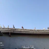 کبوتر