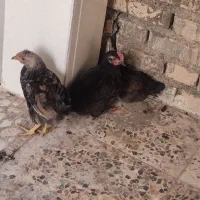 جوجه