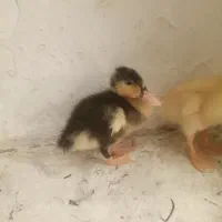 دوعدد اردک