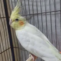 پرنده
