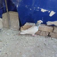 کبوتر کاکلی وماده سارسرونج