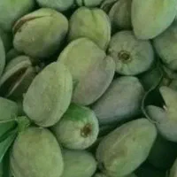 بادام درختی باپوست وبدون پوست امسالی