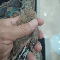 سهره|پرنده|اهواز, رسالت|دیوار