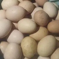 تخم مرغ محلی فوق درشت