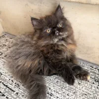 پرشین اصیل