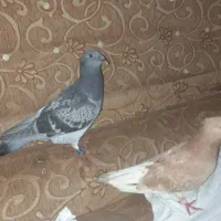 کبوتر رنگی