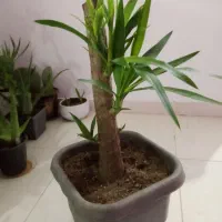 گل بونسای یوکا تنه ضخیم