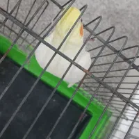 یک جفت عروس هلندی نر سخنگو و ماده
