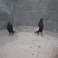 2عدد سینه ای نر